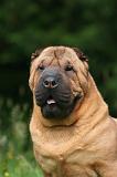 SHAR-PEI 975